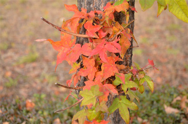 DSC_9162.JPG